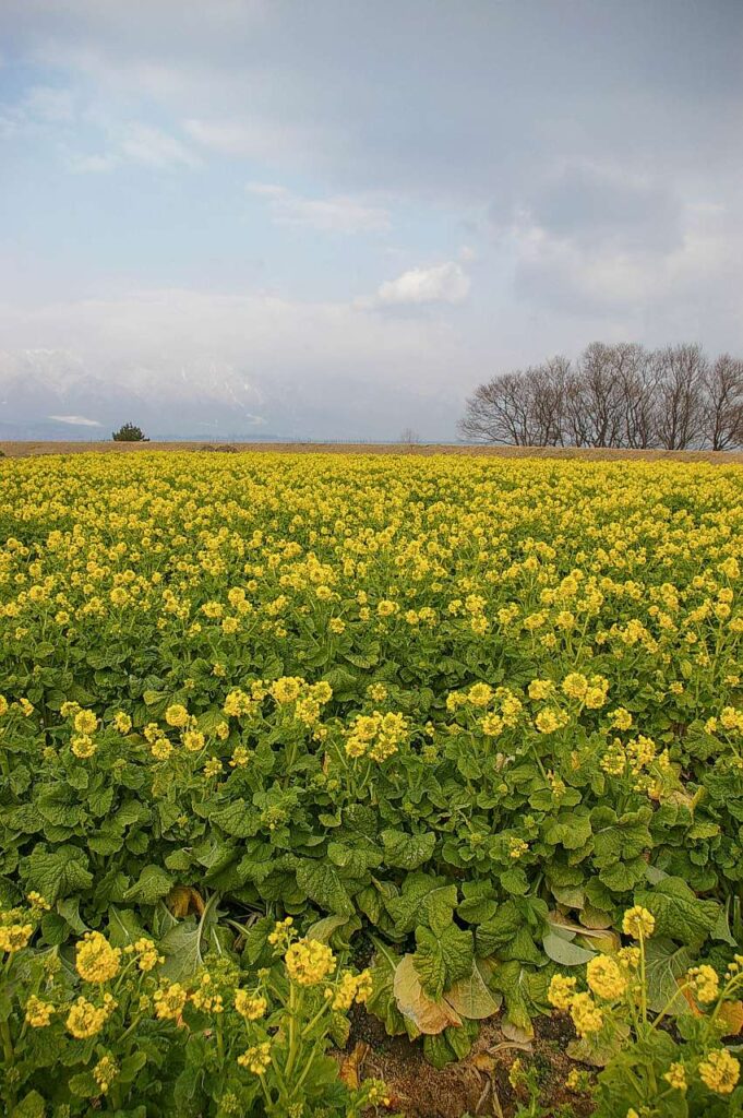 滋賀県守山市菜の花畑