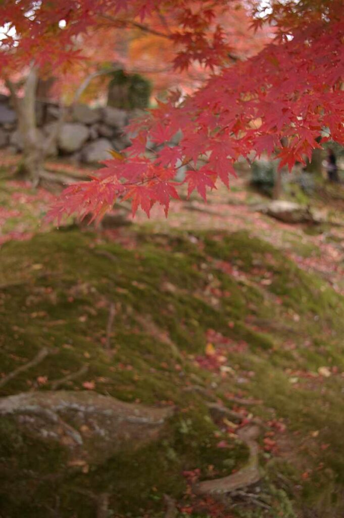 石山寺 紅葉
