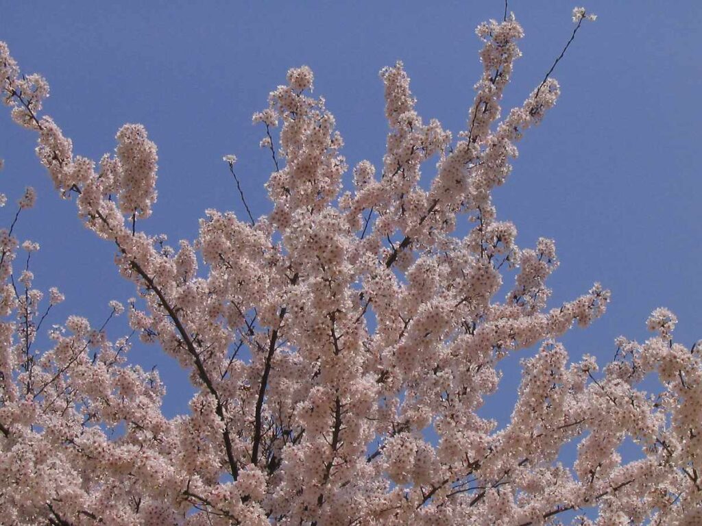阪南市鳥取池緑地・桜の園