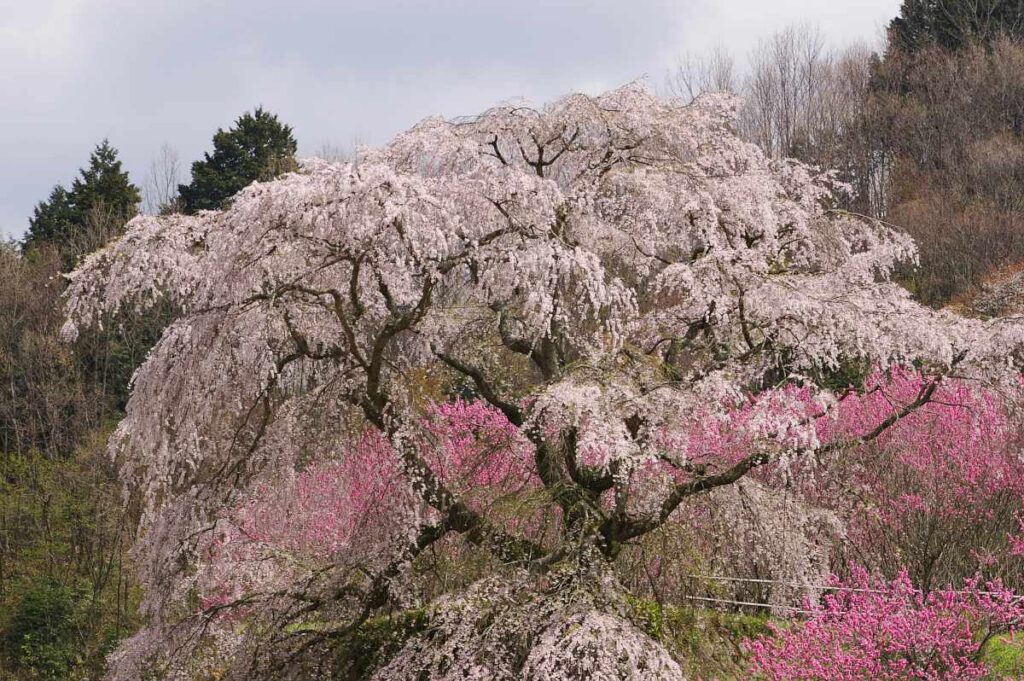 又兵衛桜 奈良県大宇陀