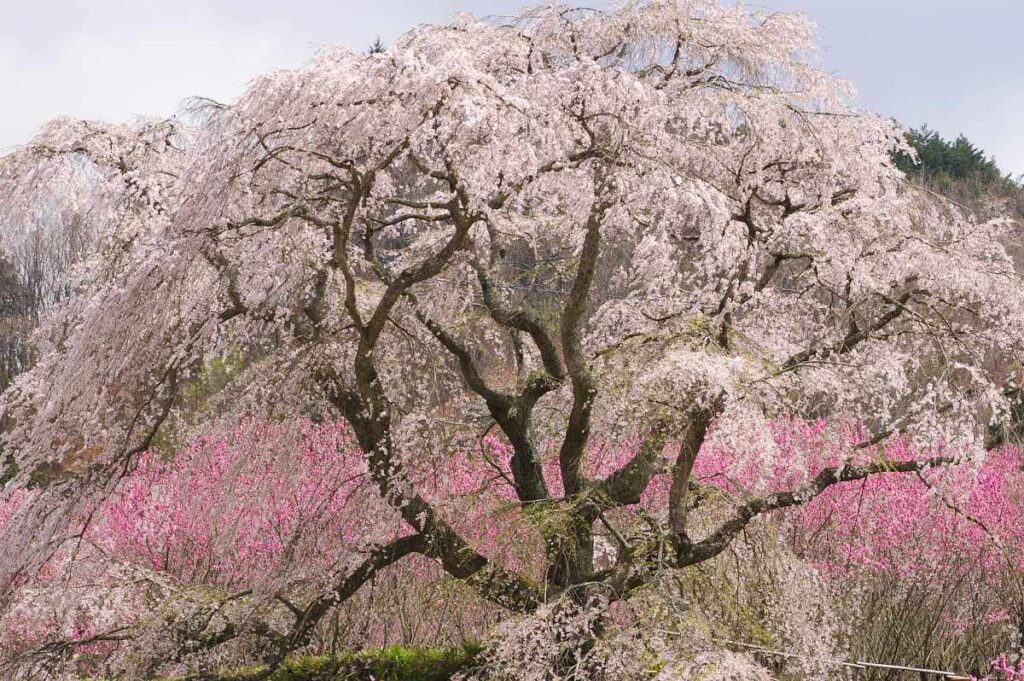 又兵衛桜 奈良県大宇陀