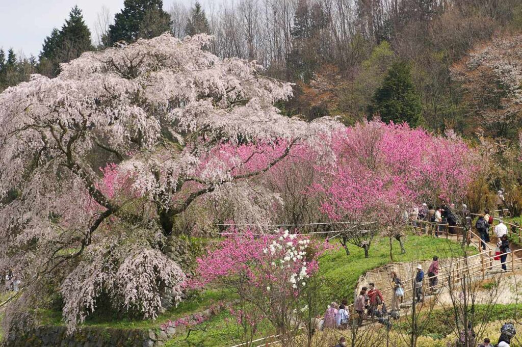 又兵衛桜 奈良県大宇陀