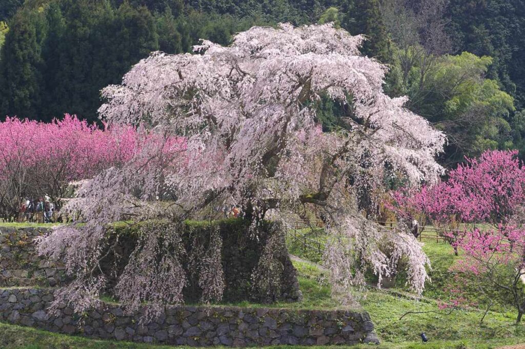 又兵衛桜 奈良県大宇陀