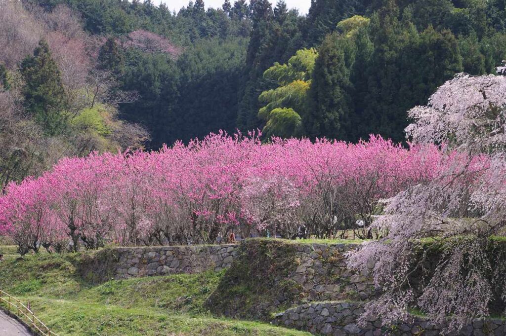 又兵衛桜 奈良県大宇陀