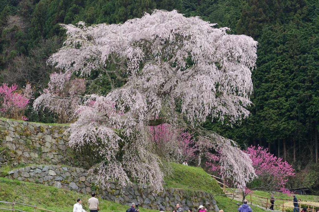 又兵衛桜 奈良県大宇陀