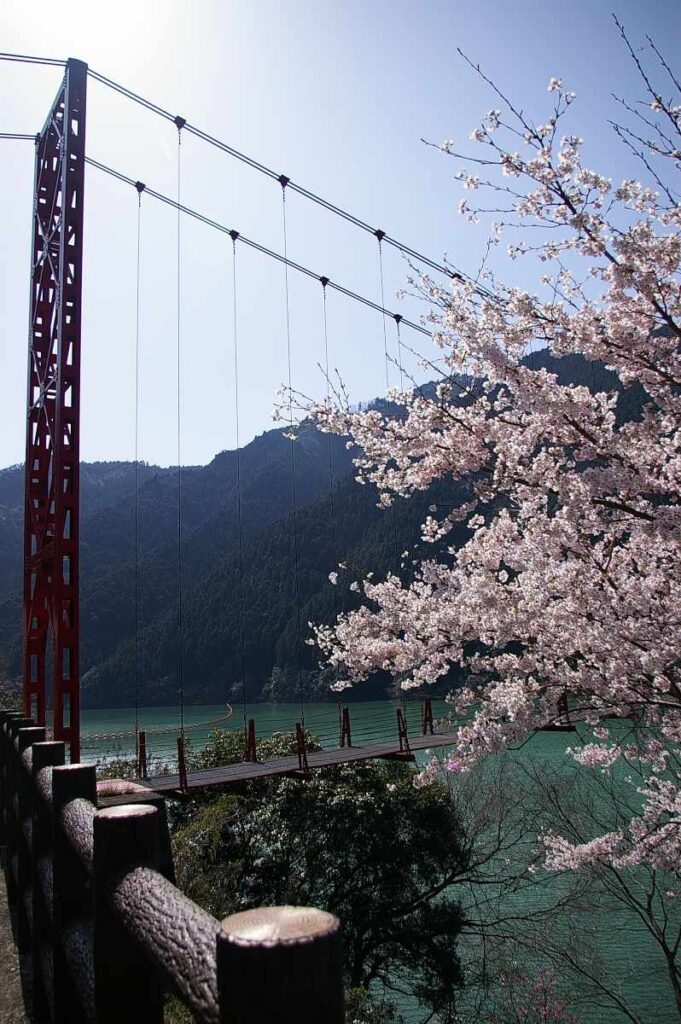 有田川・二川湖畔の桜