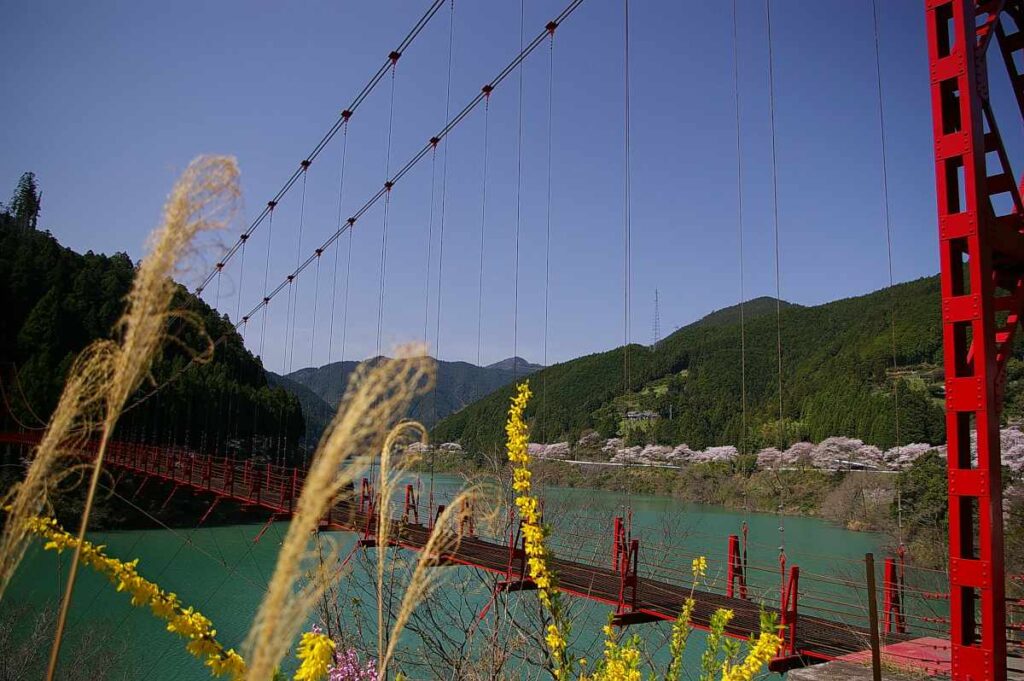 有田川・二川湖畔の桜