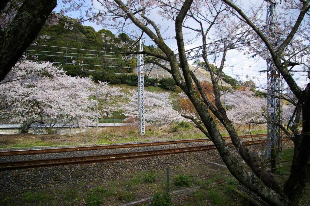 山中渓の桜