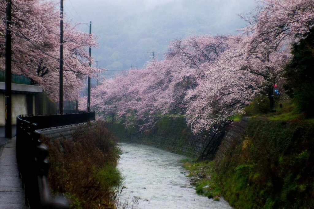 山中渓の桜