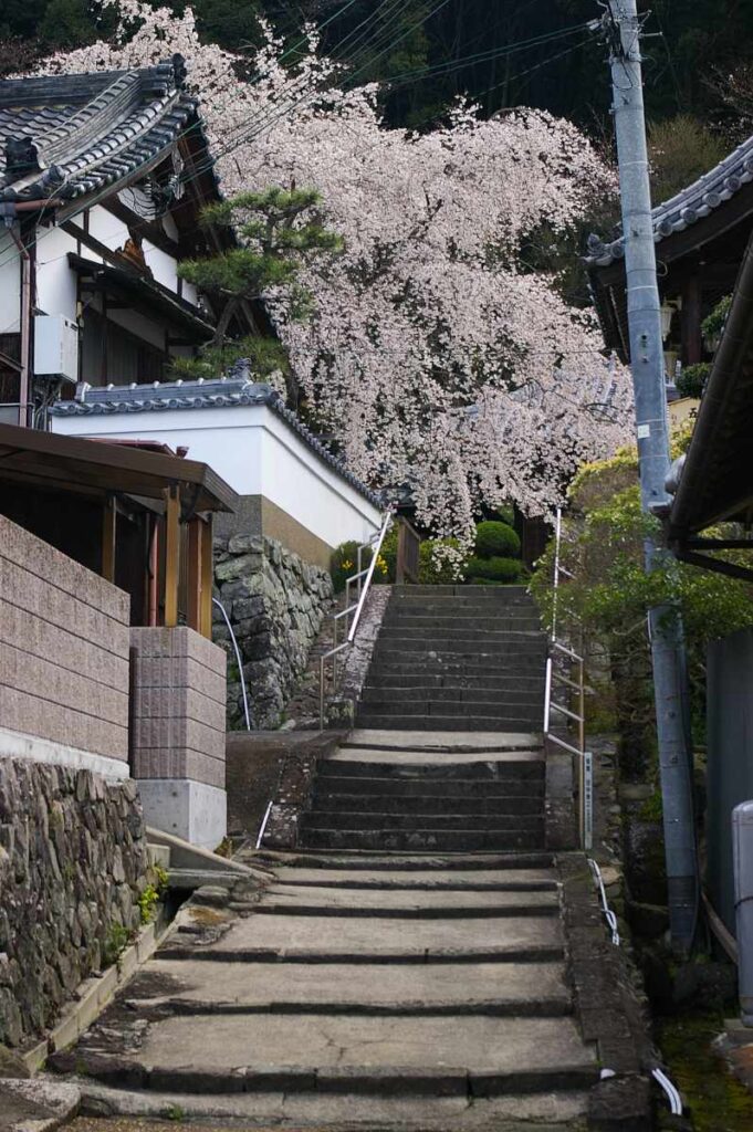 山中渓の桜