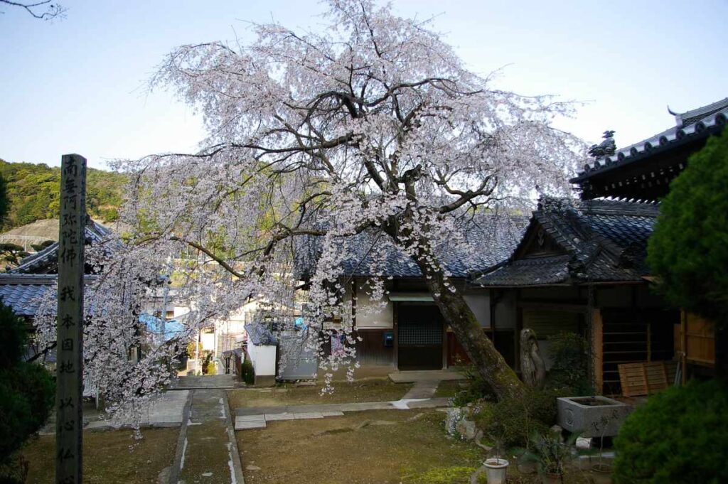山中渓の桜
