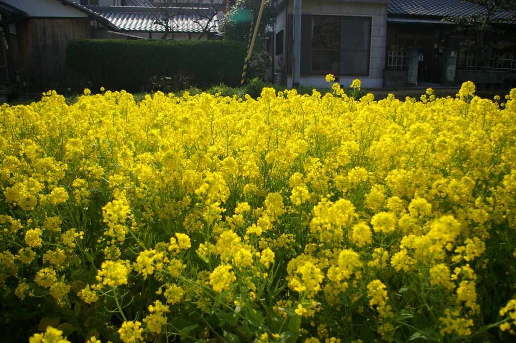 山中渓の桜