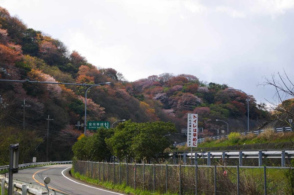山中渓の桜