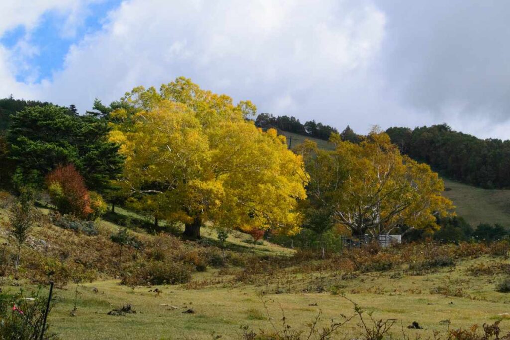 志賀高原、山田牧場周辺