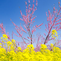桃山町の桃の花と菜の花2025