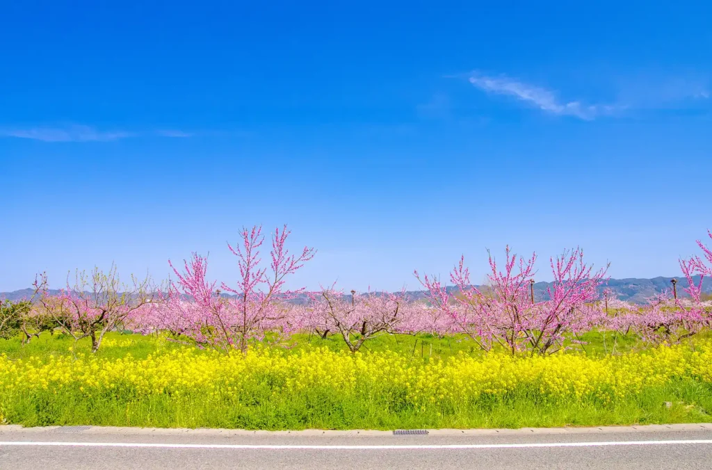 桃山町の桃の花と菜の花2025