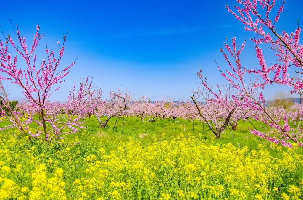 桃山町の桃の花と菜の花2025