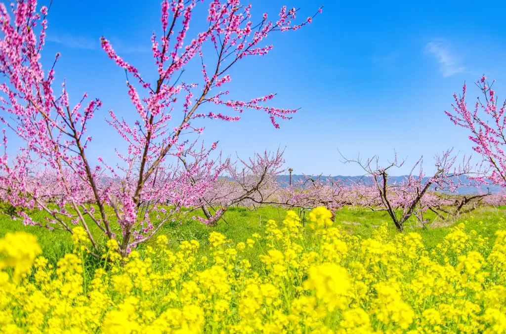 桃山町の桃の花と菜の花2025