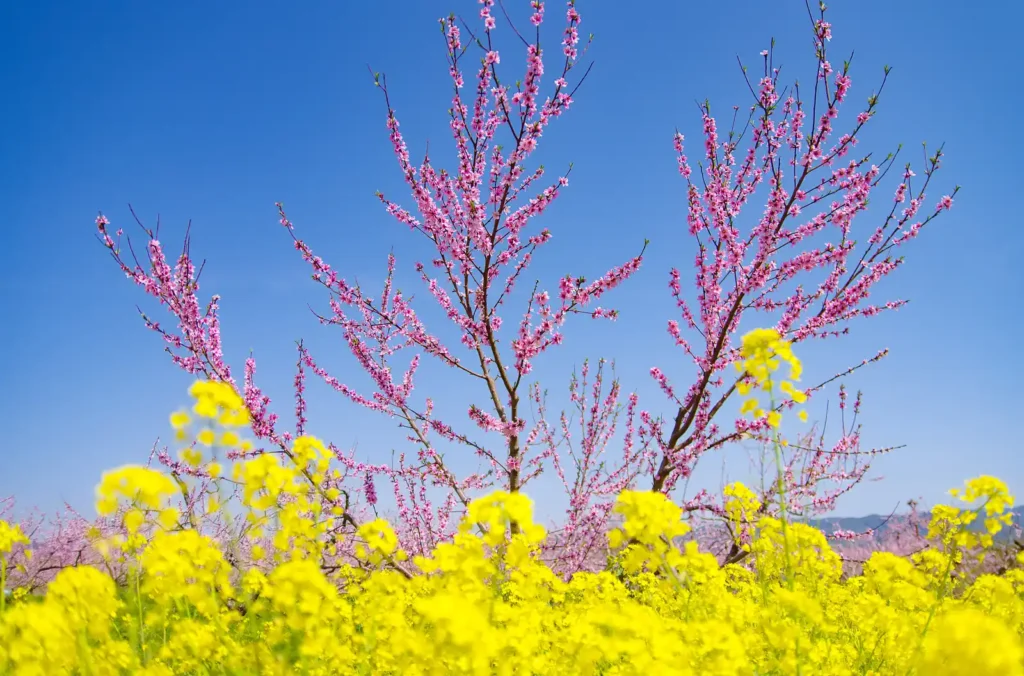 桃山町の桃の花と菜の花2025