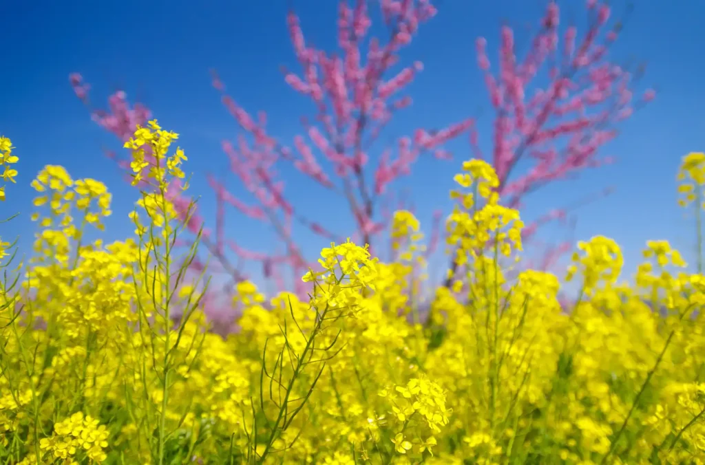 桃山町の桃の花と菜の花2025
