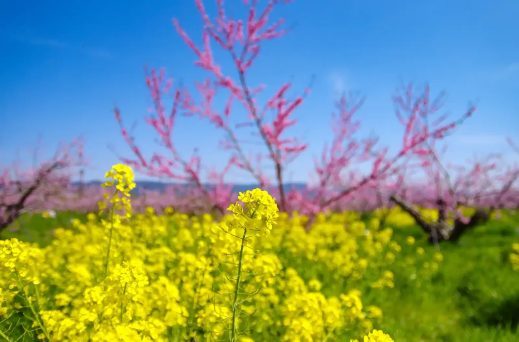 桃山町の桃の花と菜の花2025
