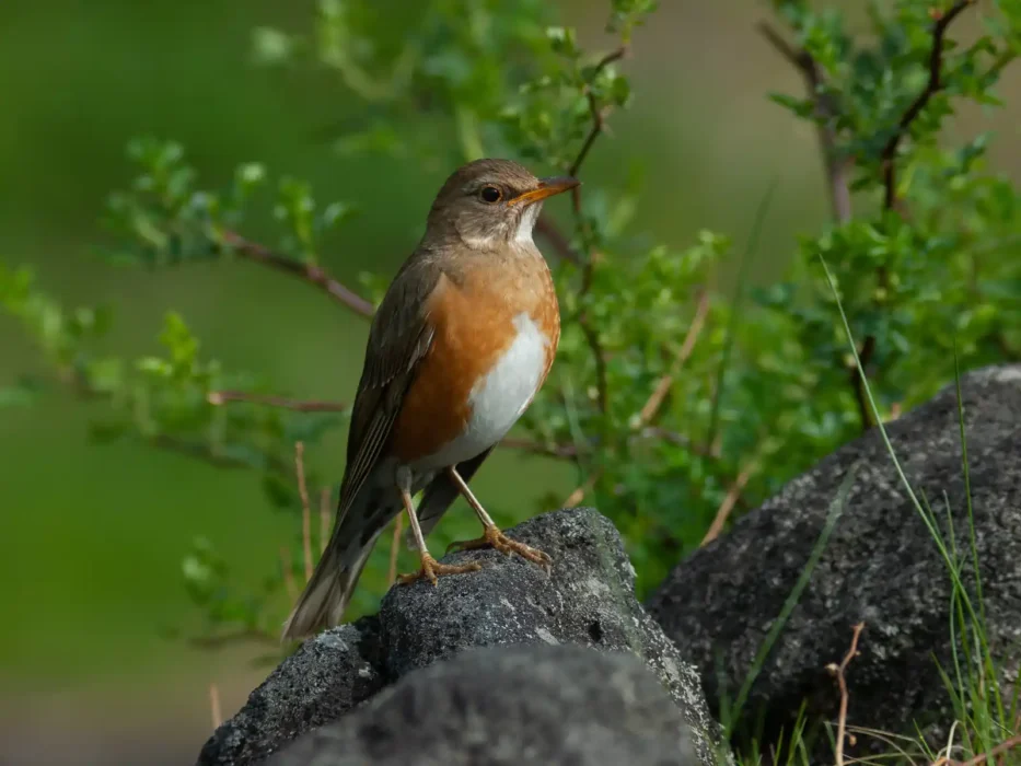 乗鞍高原 野鳥撮影