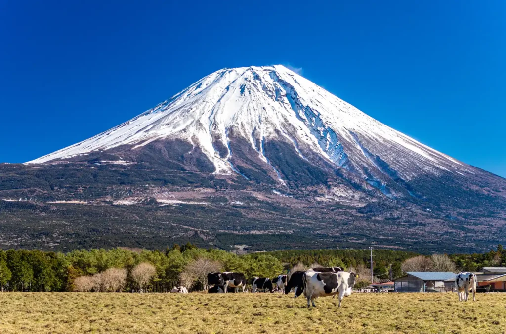 朝霧高原の富士山
