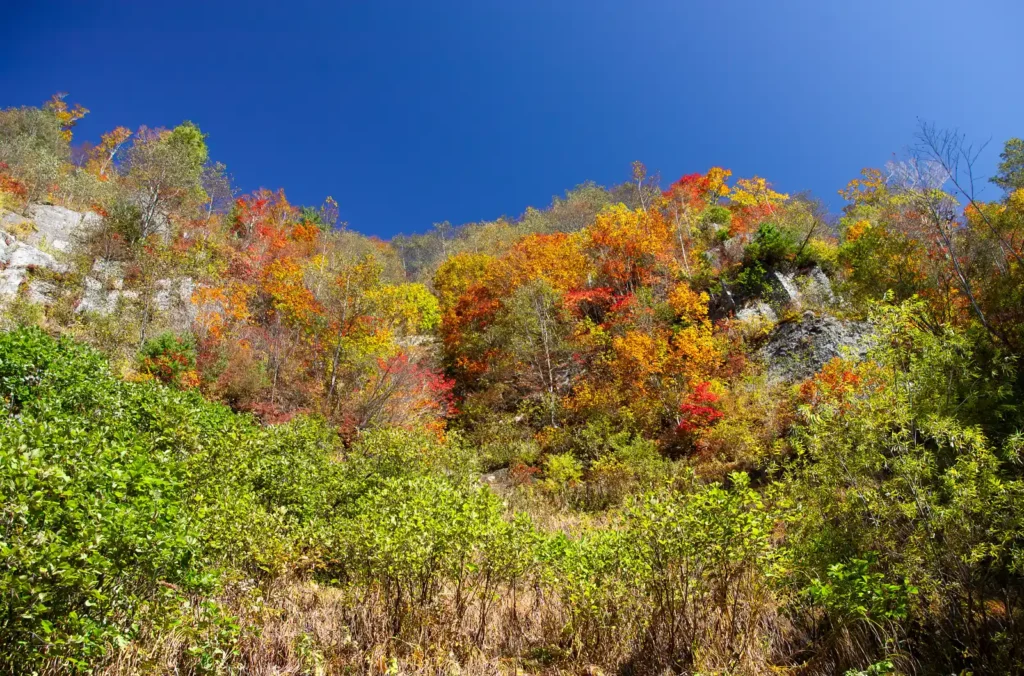 奥志賀~秋山郷 紅葉
