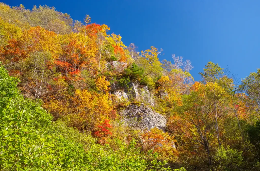 奥志賀~秋山郷 紅葉