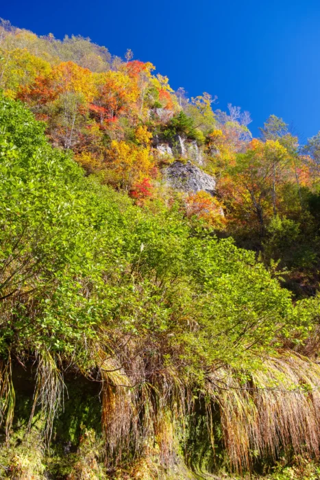 奥志賀~秋山郷 紅葉