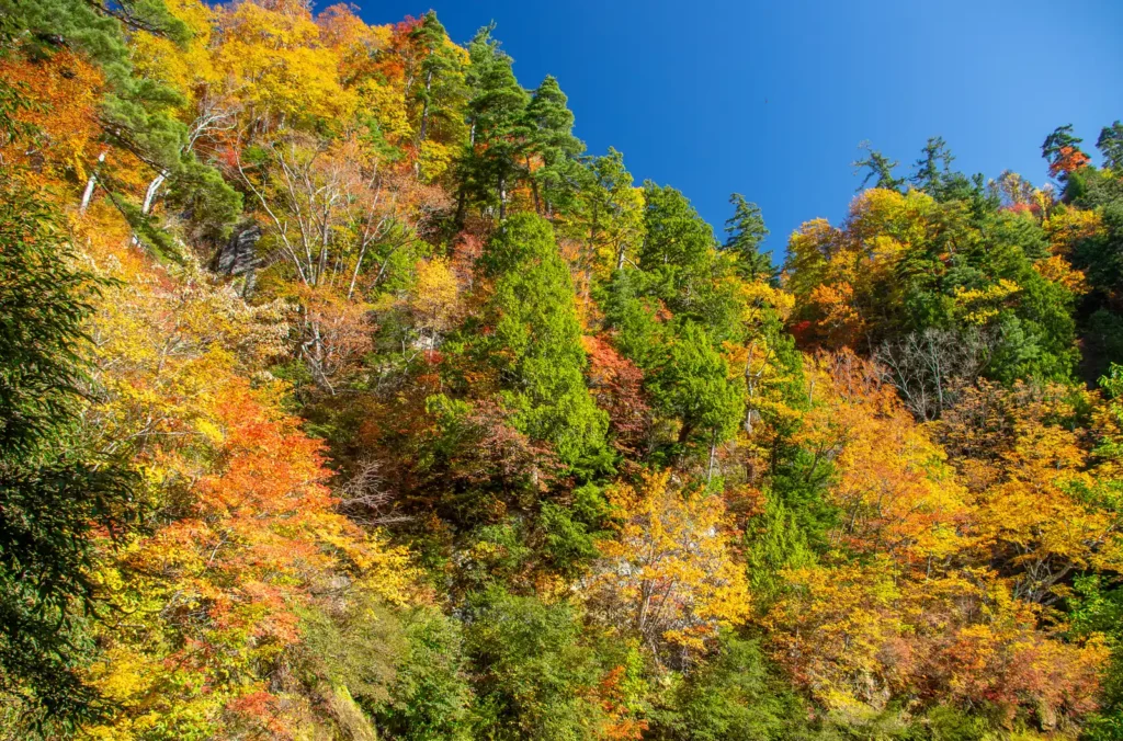 奥志賀~秋山郷 紅葉
