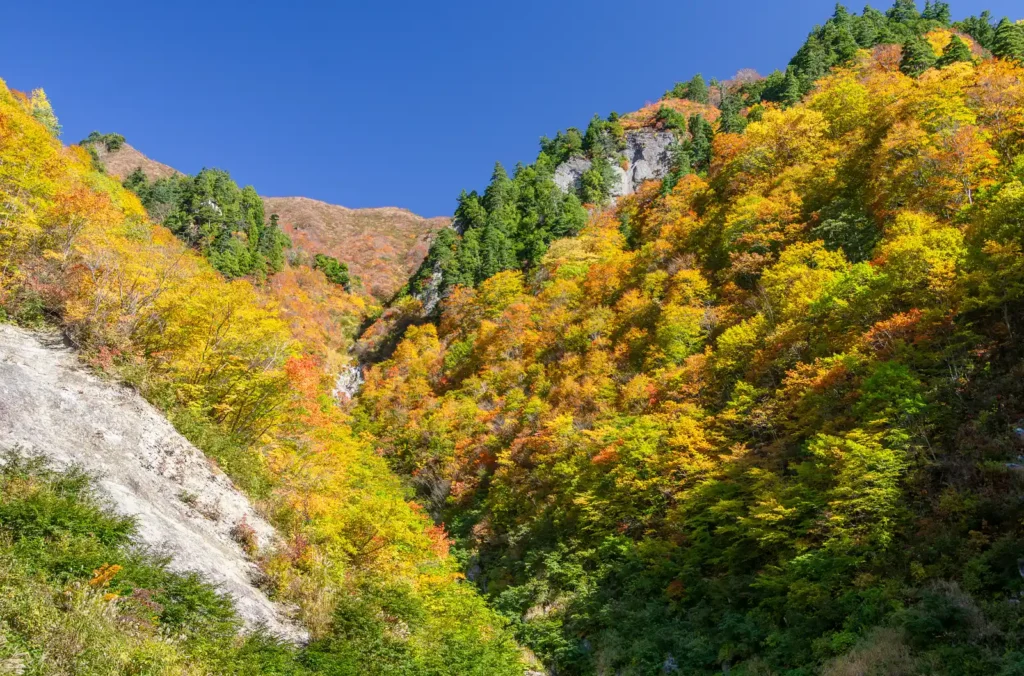 奥志賀~秋山郷 紅葉