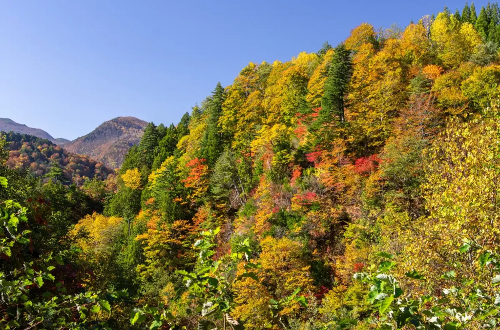 奥志賀~秋山郷 紅葉