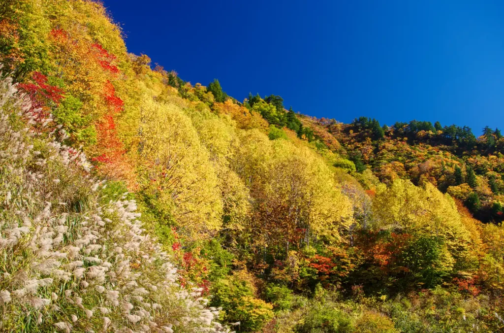 奥志賀~秋山郷 紅葉