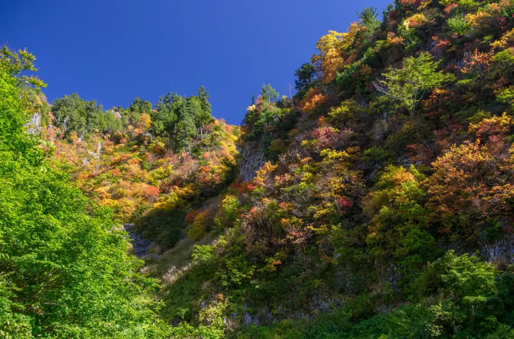 奥志賀~秋山郷 紅葉