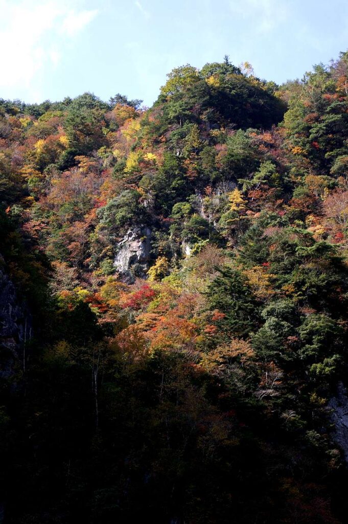 曽爾村 紅葉