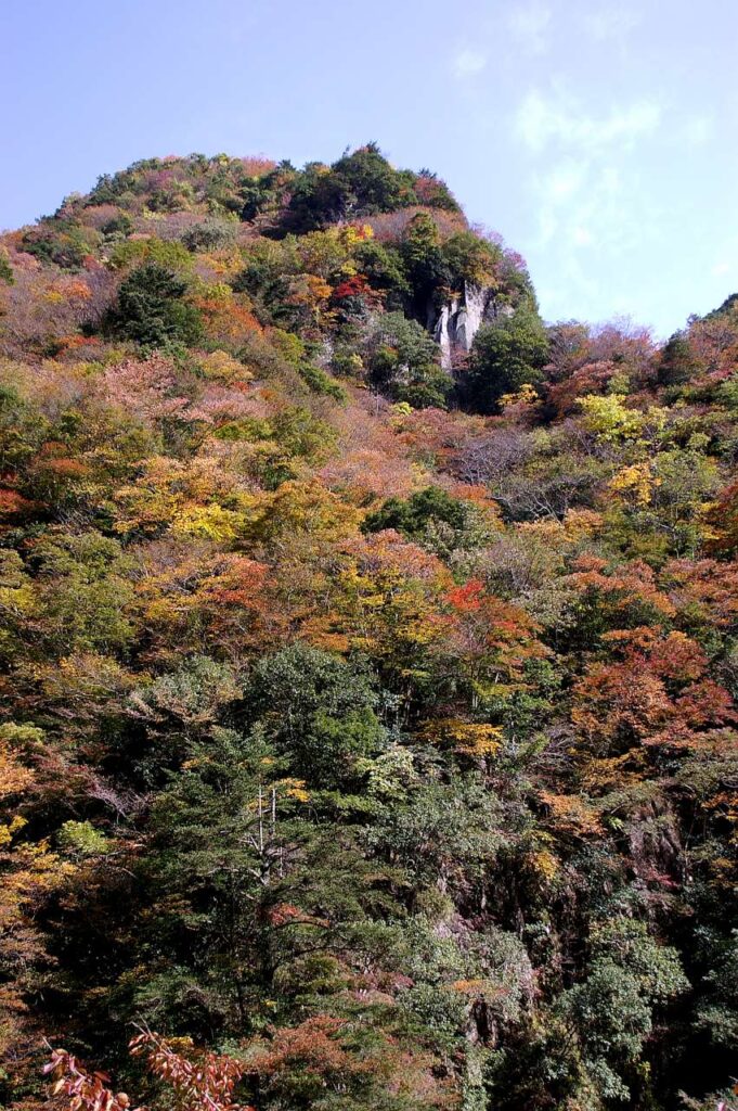 曽爾村 紅葉