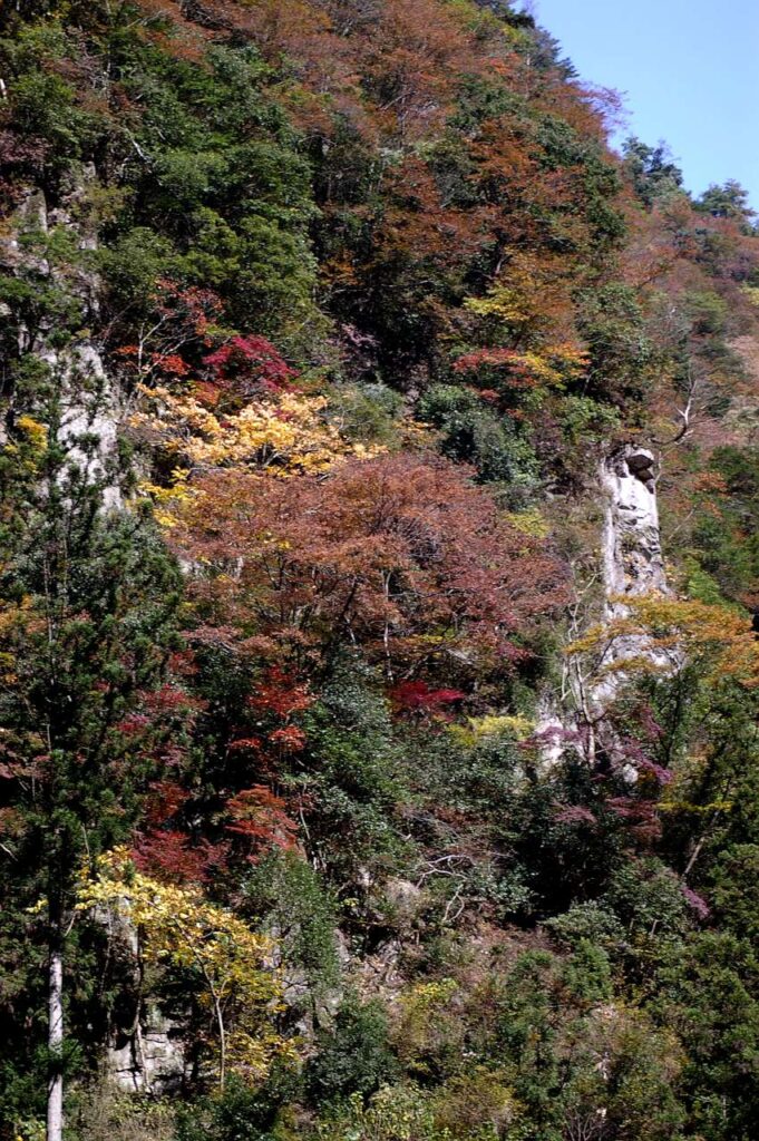曽爾村 紅葉