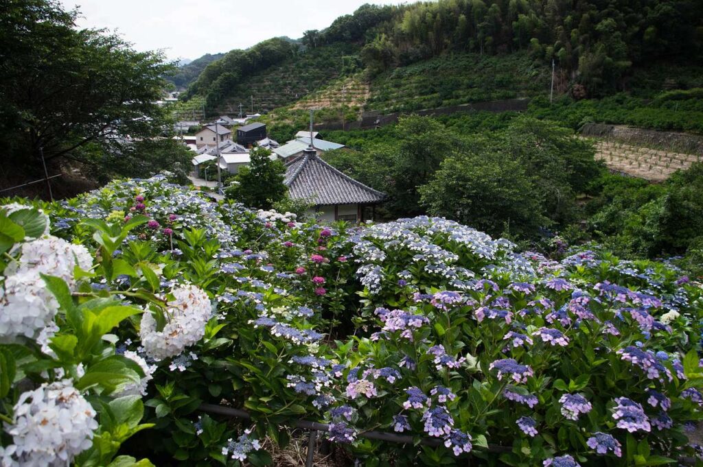 有田市-仁平寺の紫陽花(アジサイ)の写真画像
