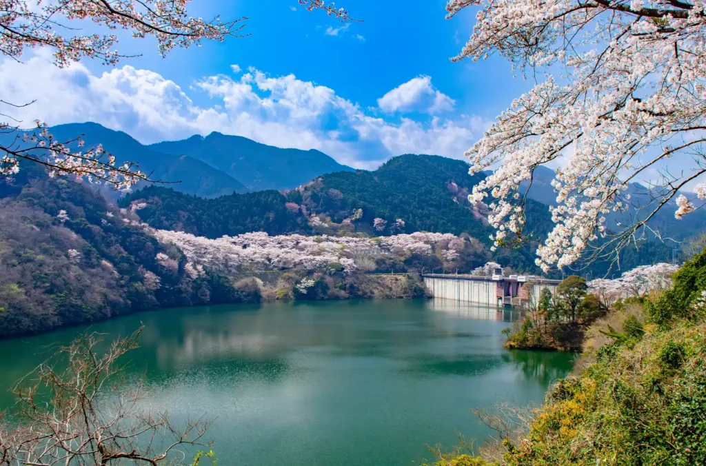 君ケ野ダム湖畔の満開の桜