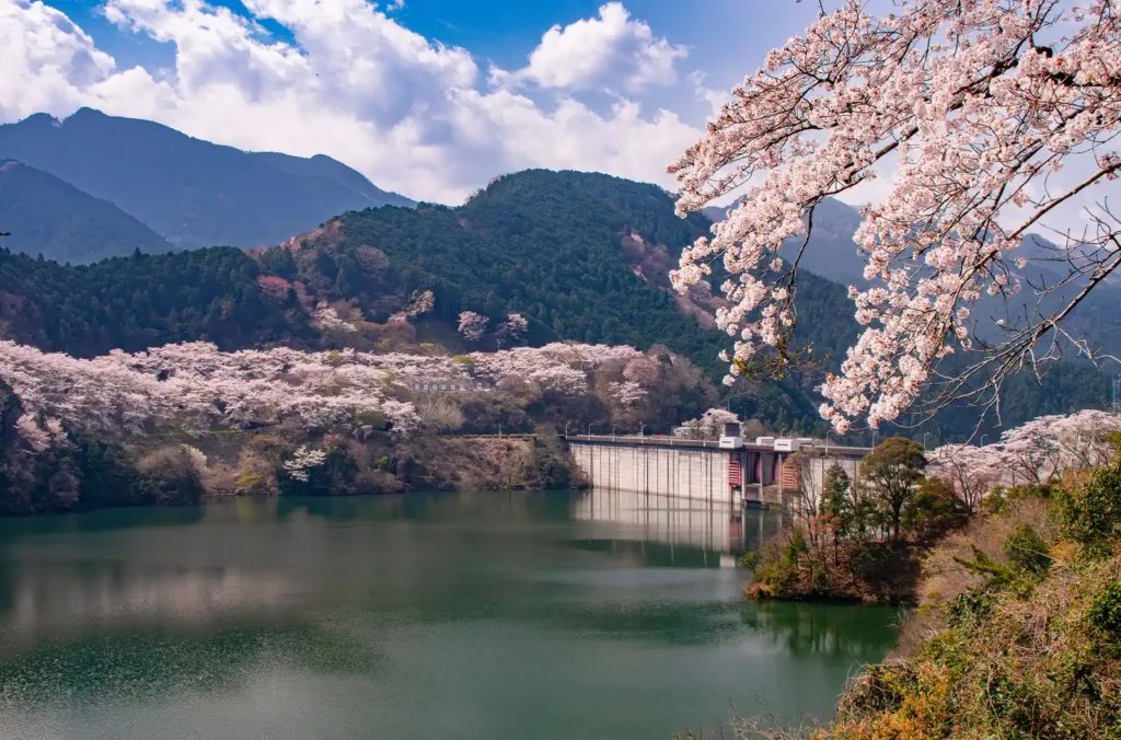 君ケ野ダム湖畔の満開の桜