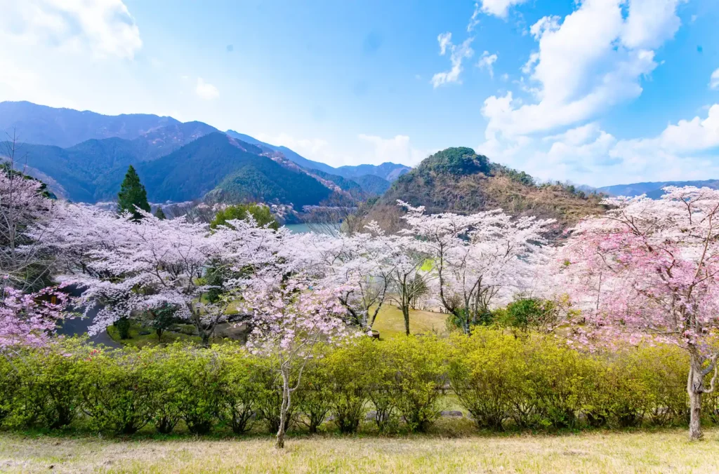 君ケ野ダム湖畔の満開の桜