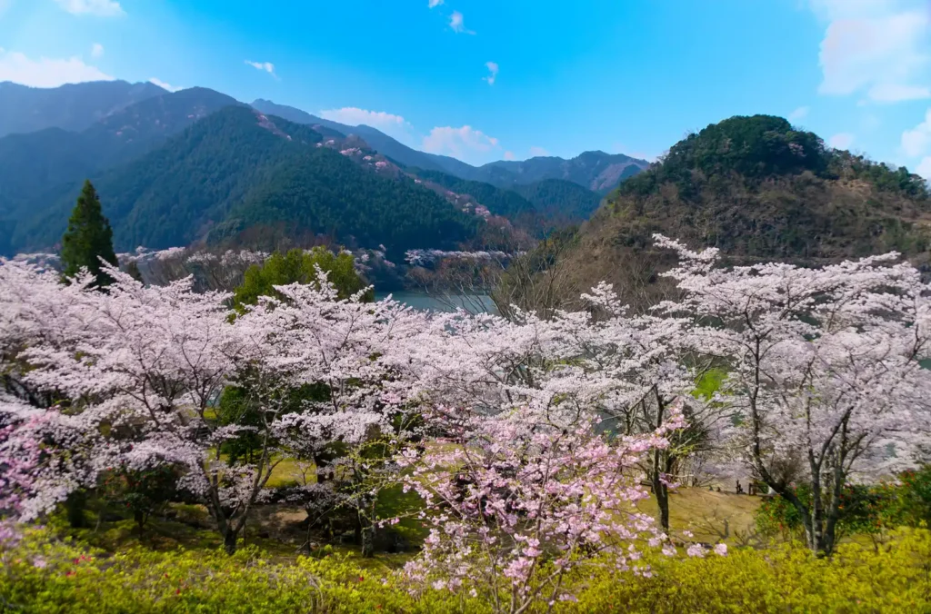 君ケ野ダム湖畔の満開の桜