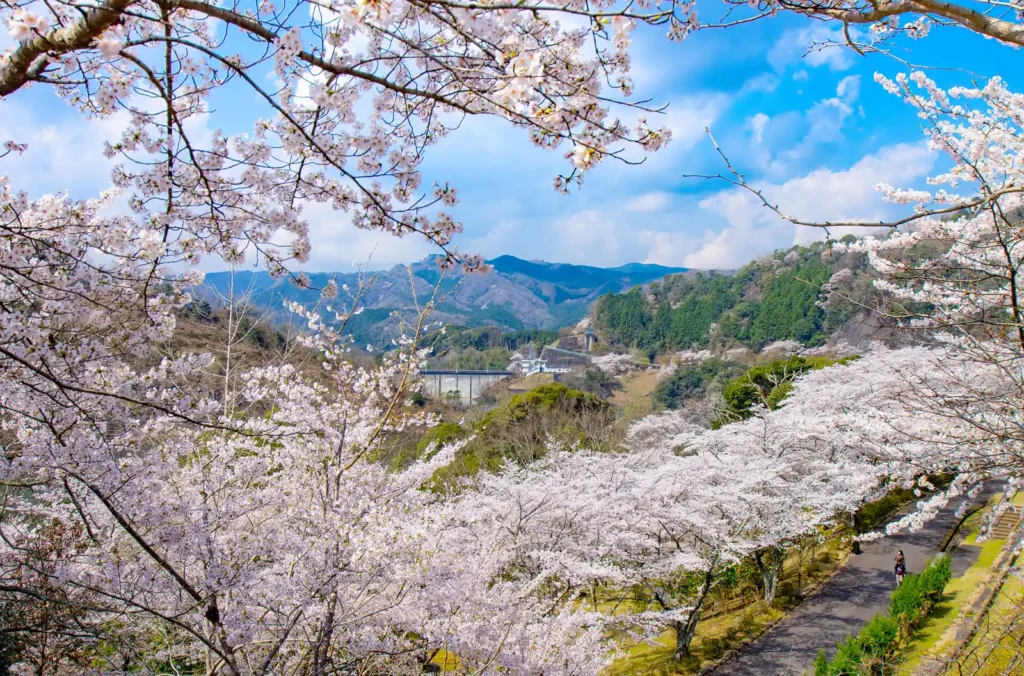 君ケ野ダム湖畔の満開の桜