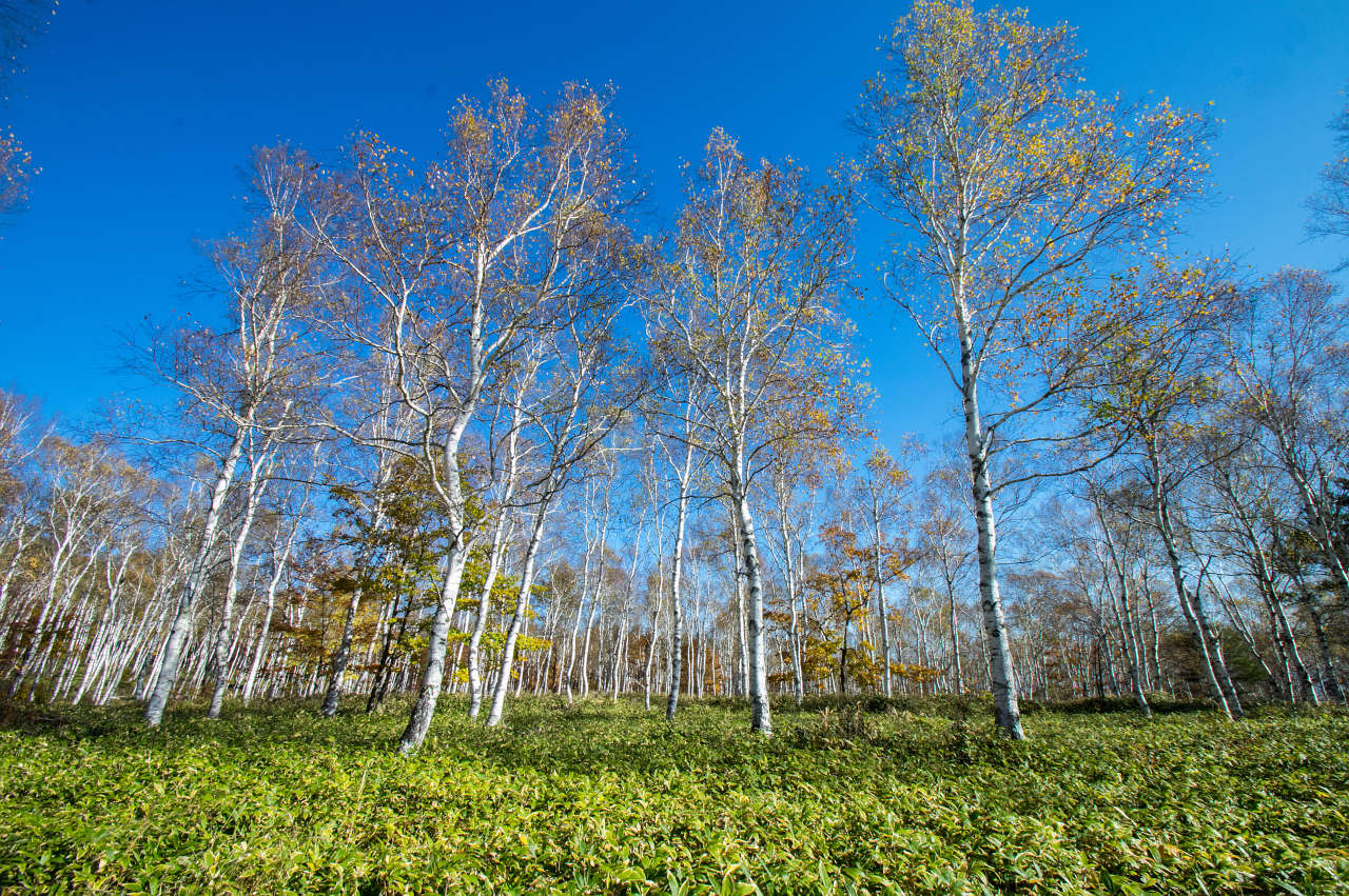八千穂高原 白樺林の写真画像