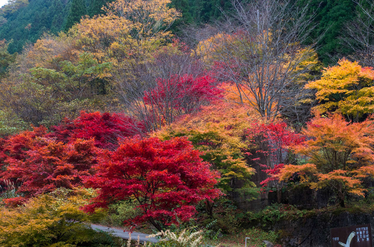 天の川の紅葉の写真