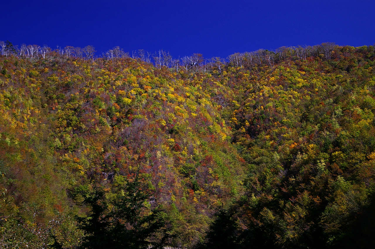 奥千丈林道沿いの紅葉