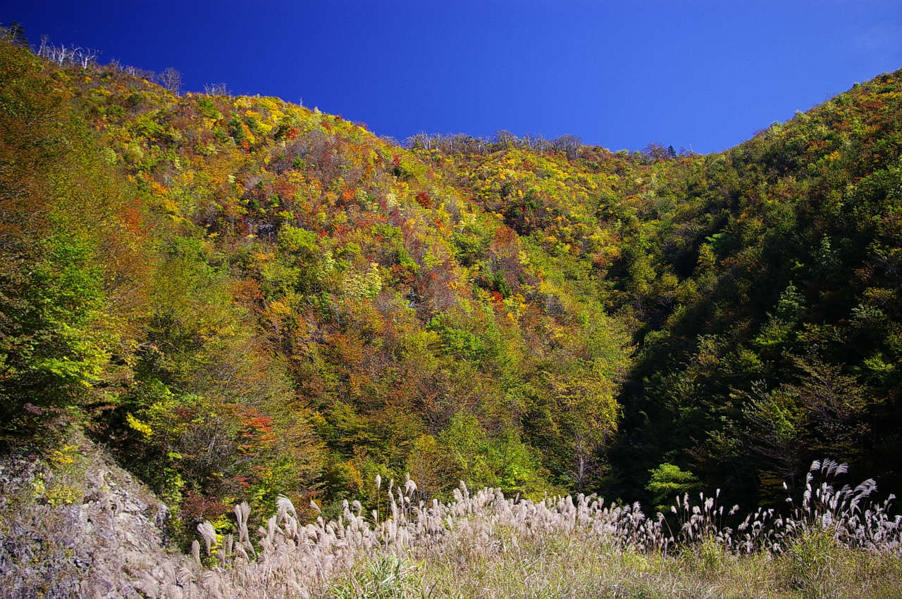奥千丈林道沿いの紅葉