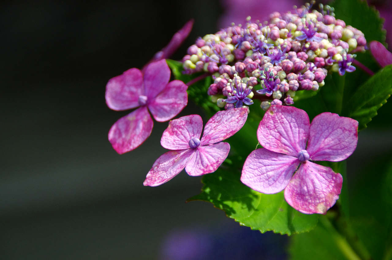 長慶寺の紫陽花
