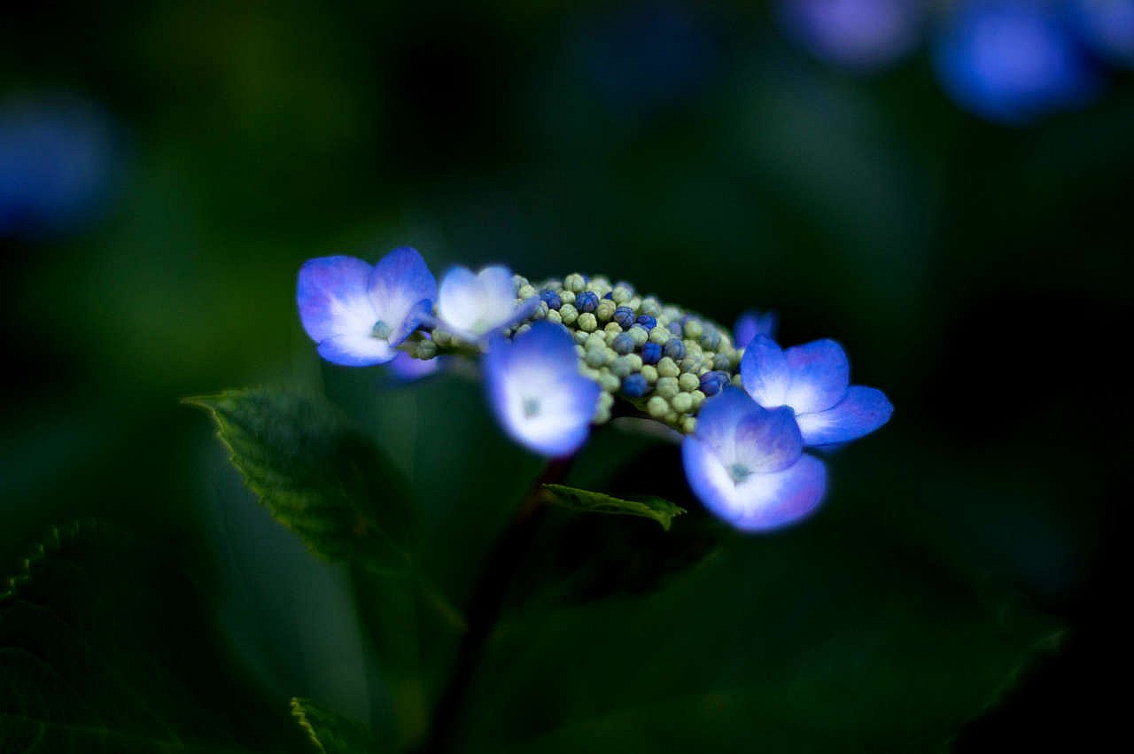 長慶寺の紫陽花